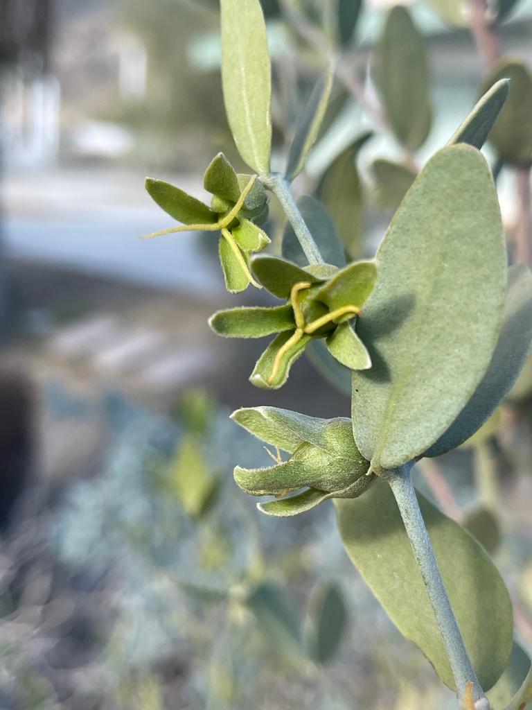 SIMMONDSIA CHINENSIS SEED POWDER 2
