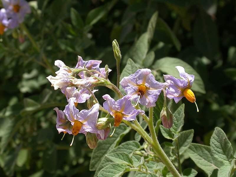 Solanum lycopersicum (Tomato) seed oil 8
