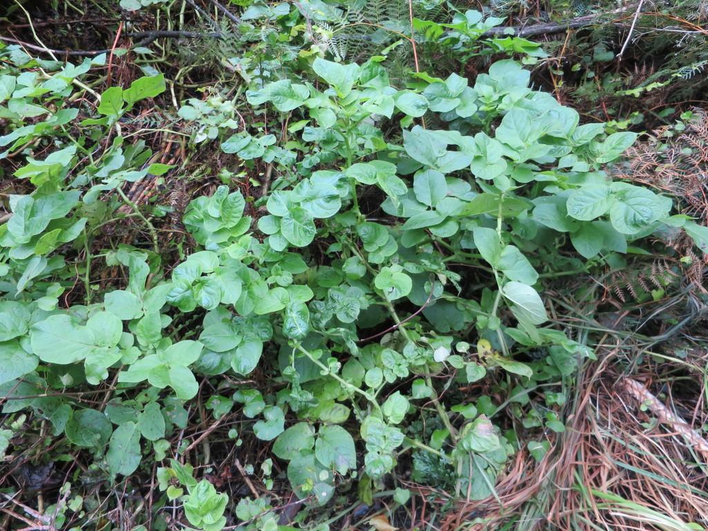 SOLANUM TUBEROSUM PULP EXTRACT 1