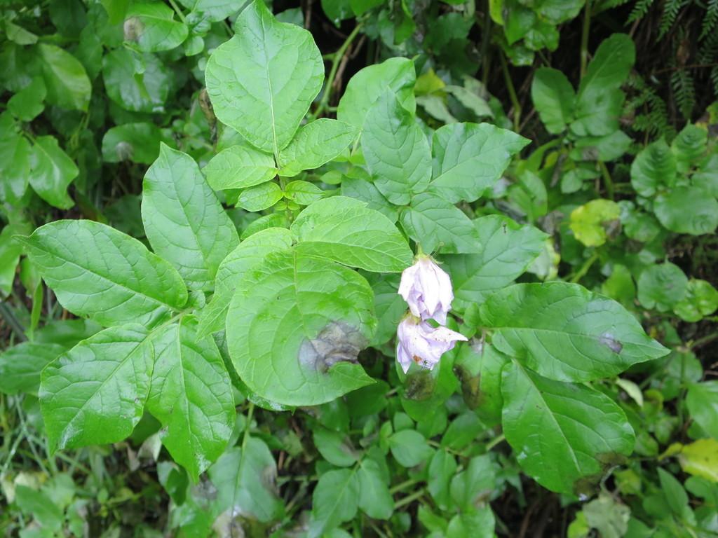 SOLANUM TUBEROSUM PULP EXTRACT 2