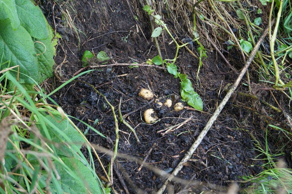 SOLANUM TUBEROSUM PULP EXTRACT 4