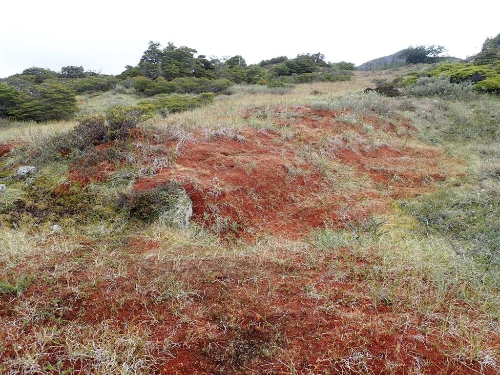 SPHAGNUM MAGELLANICUM EXTRACT 1