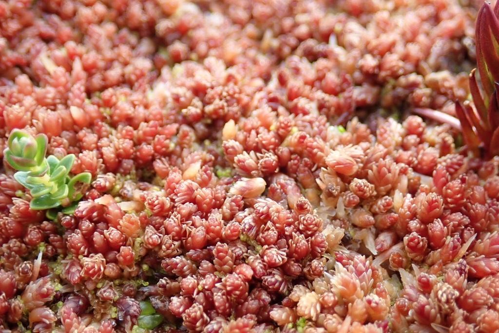 SPHAGNUM MAGELLANICUM EXTRACT 2