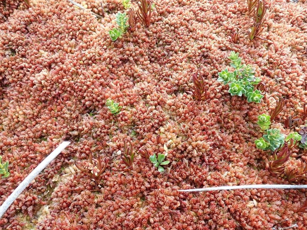 SPHAGNUM MAGELLANICUM EXTRACT 4