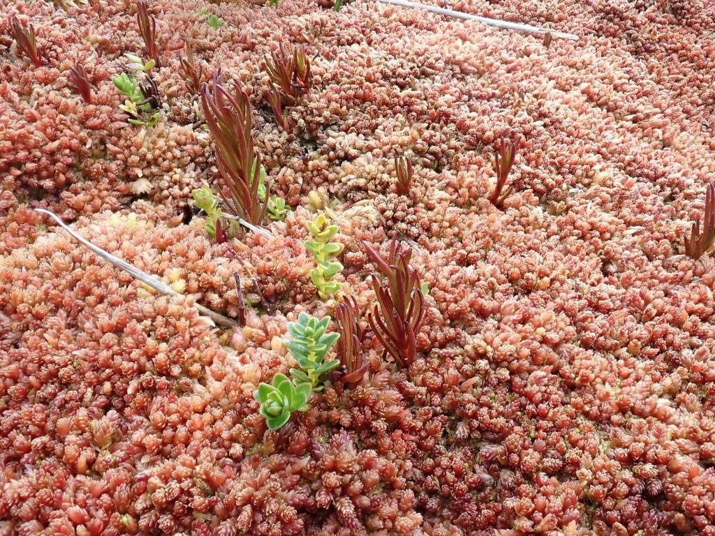 SPHAGNUM MAGELLANICUM EXTRACT 3