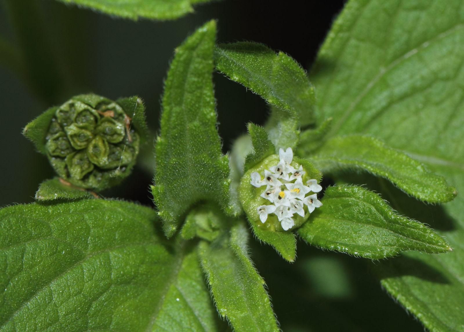 Spilanthes acmella flower/leaf/stem extract 5