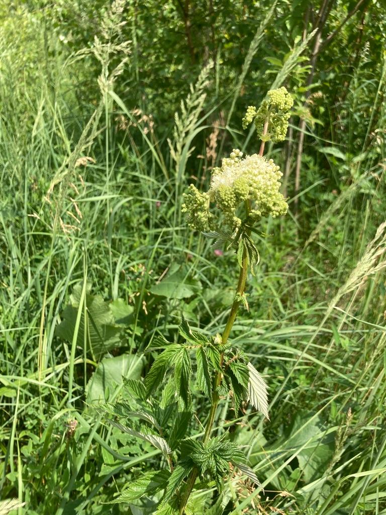 SPIRAEA ULMARIA EXTRACT 1