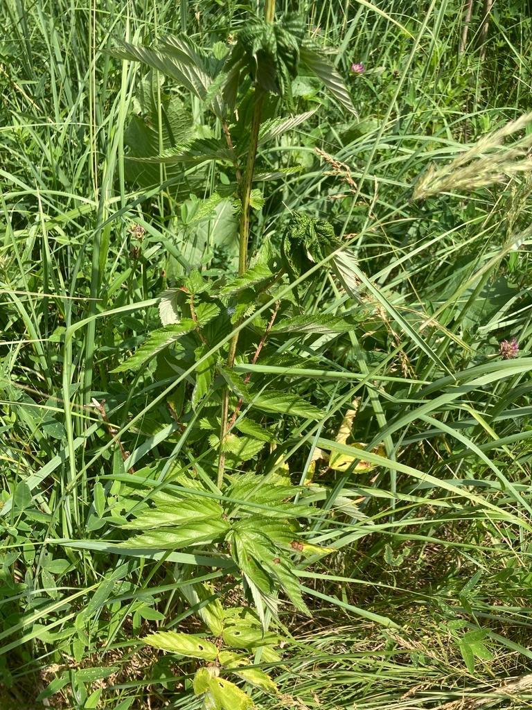 SPIRAEA ULMARIA EXTRACT 2