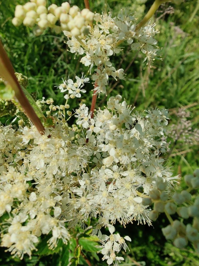 SPIRAEA ULMARIA EXTRACT 4