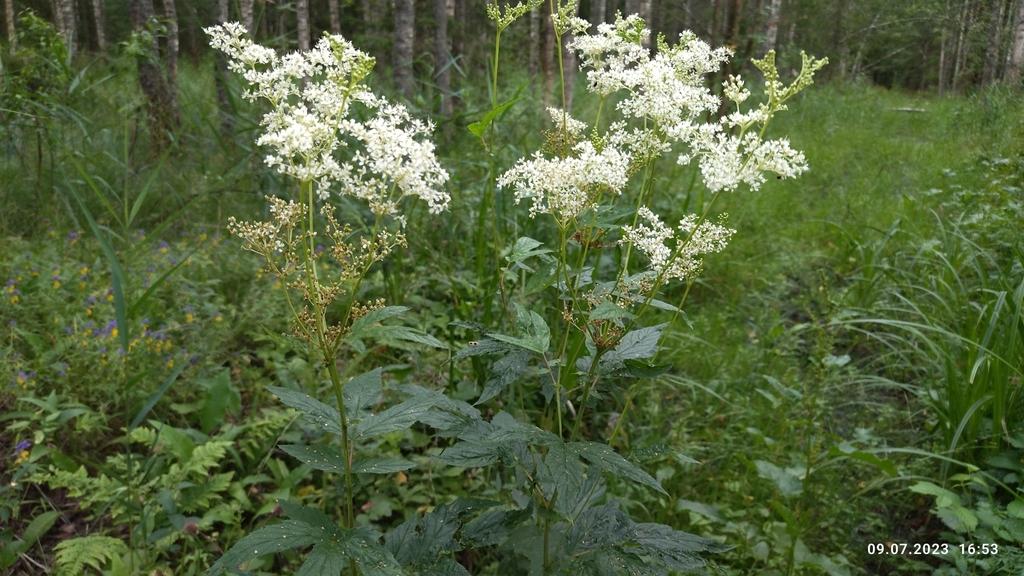 Spiraea Ulmaria Flower Extract 3