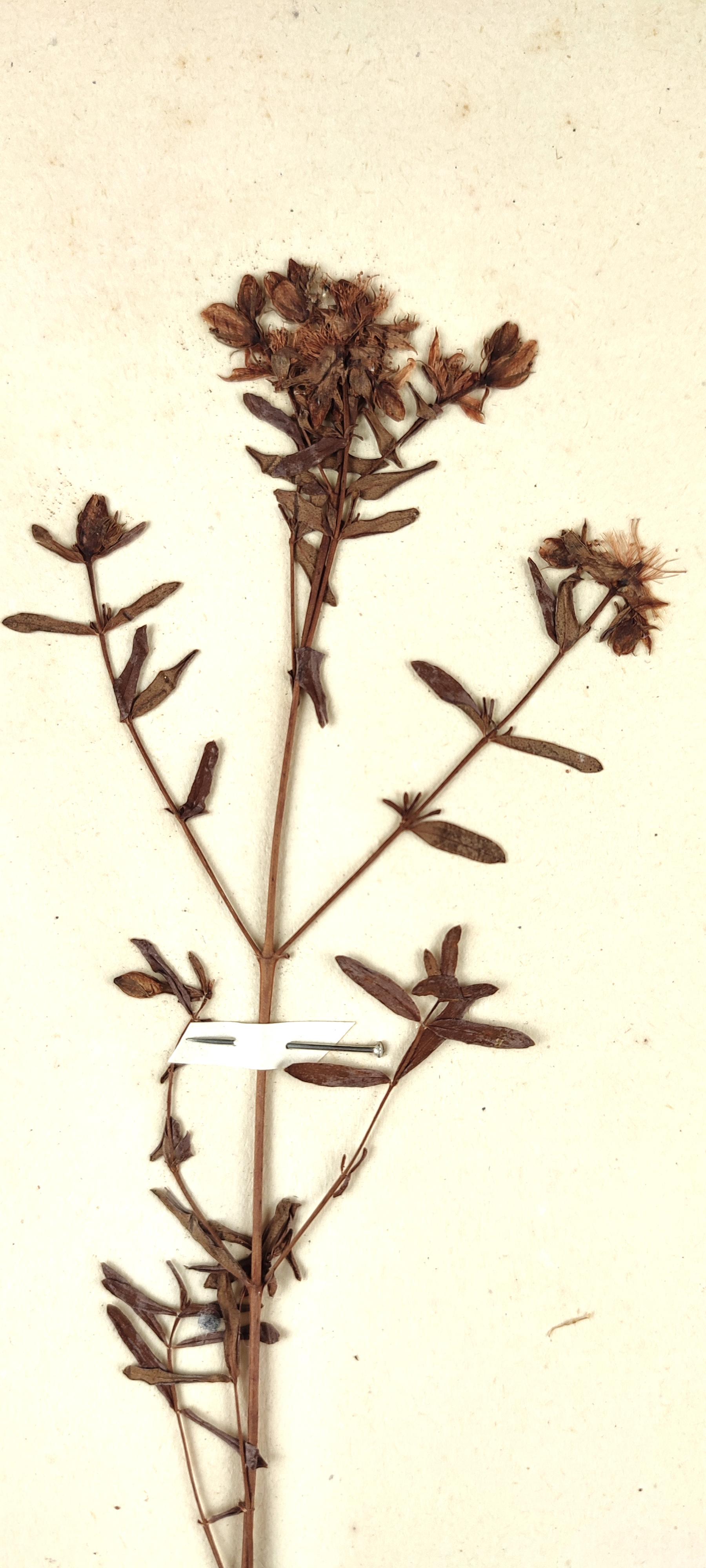 St. John's Wort Extract 3