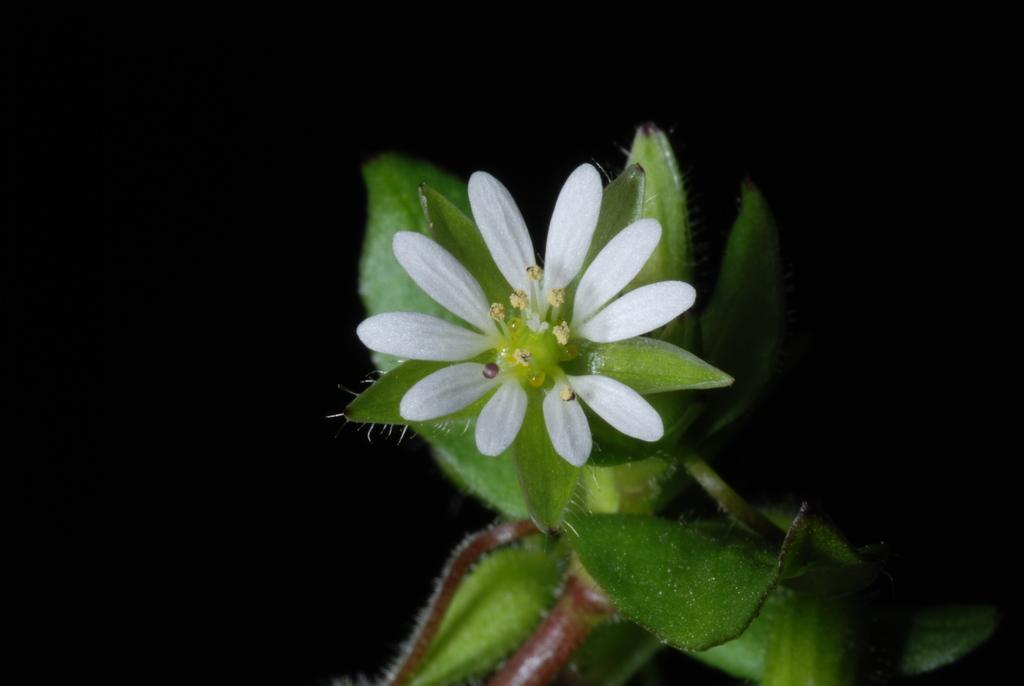 STELLARIA MEDIA EXTRACT 2
