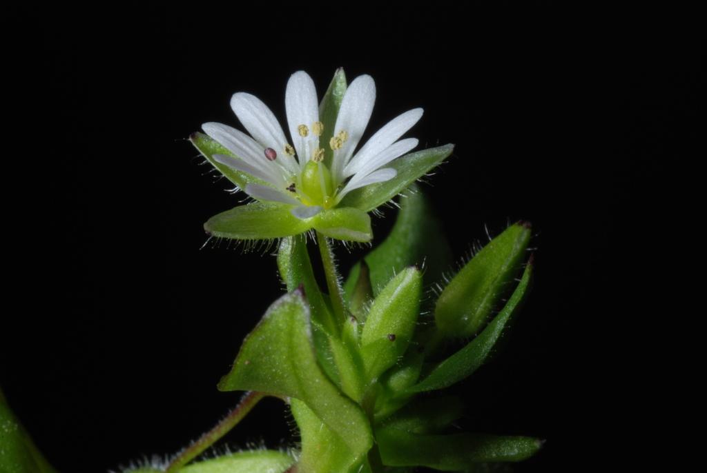 STELLARIA MEDIA EXTRACT 3