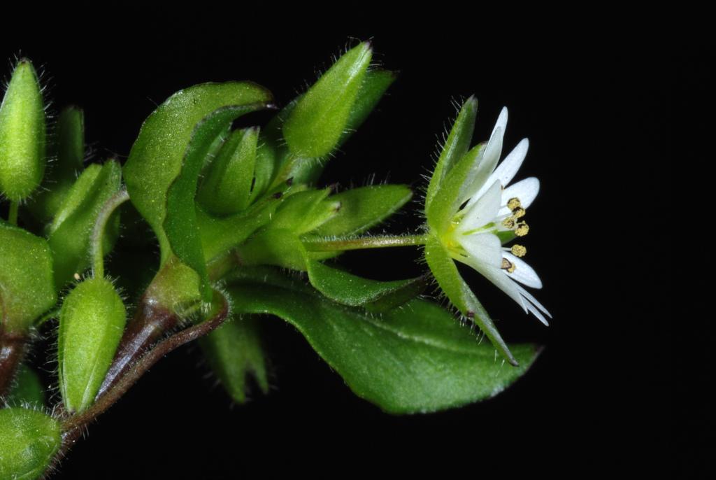 STELLARIA MEDIA EXTRACT 4