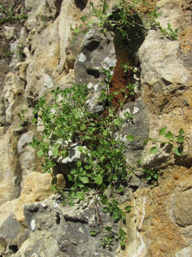 STELLARIA MEDIA EXTRACT 1