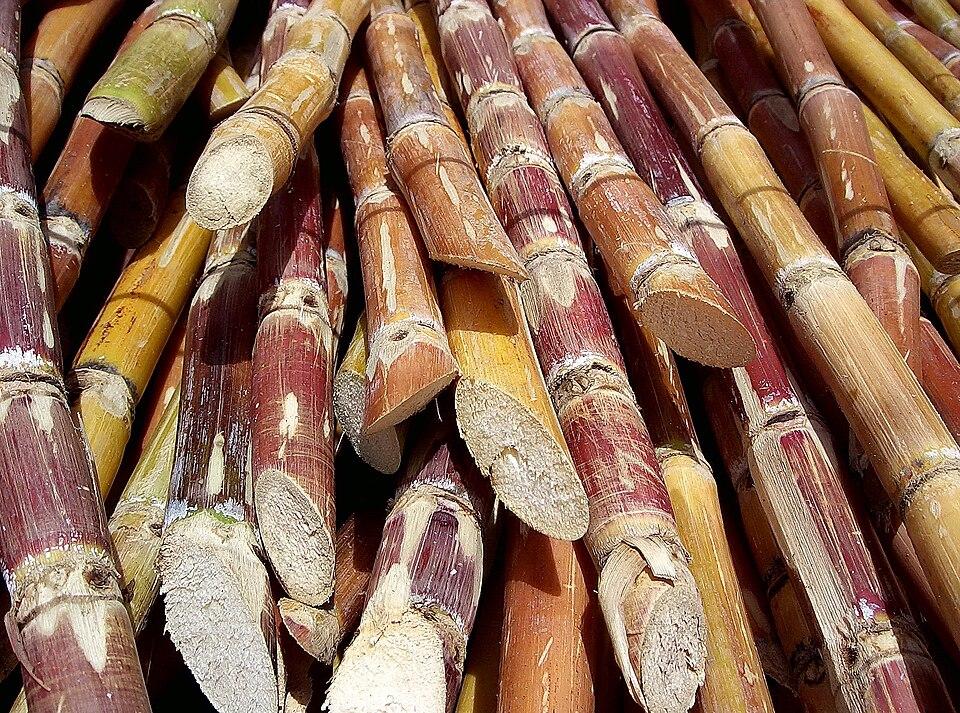 Sugar, Cane 1