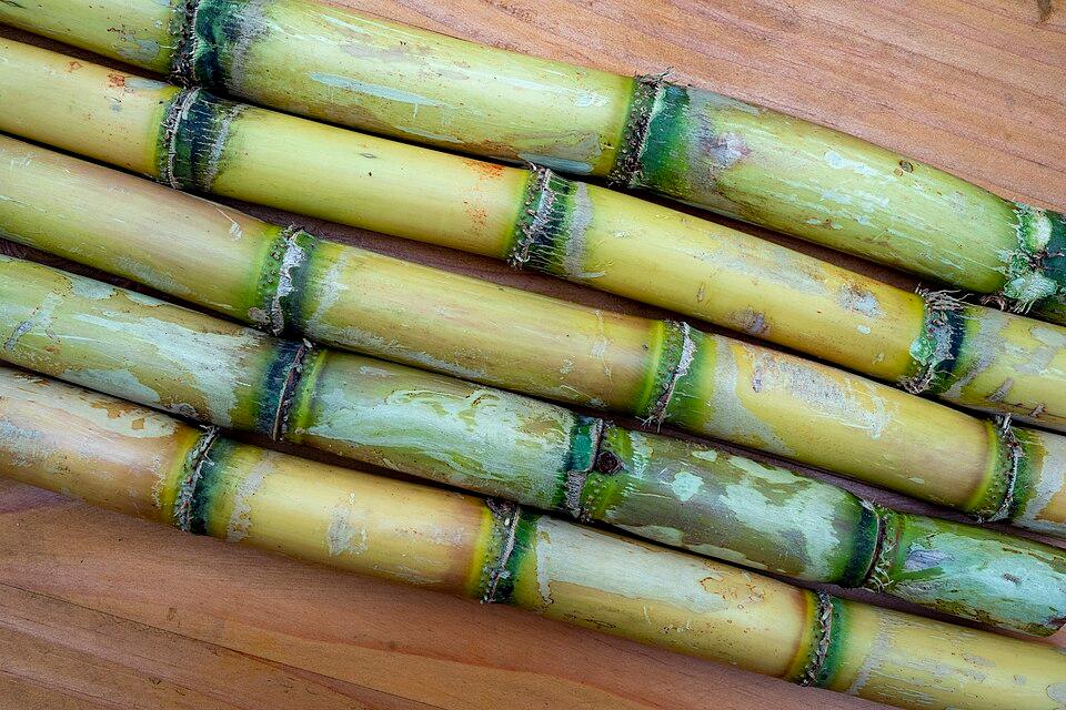 Sugar, Cane 2