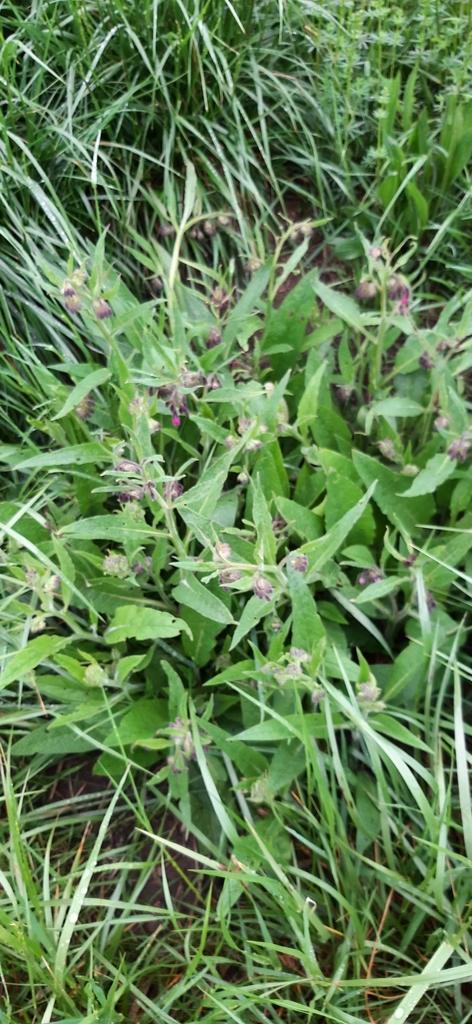 SYMPHYTUM OFFICINALE LEAF EXTRACT 2