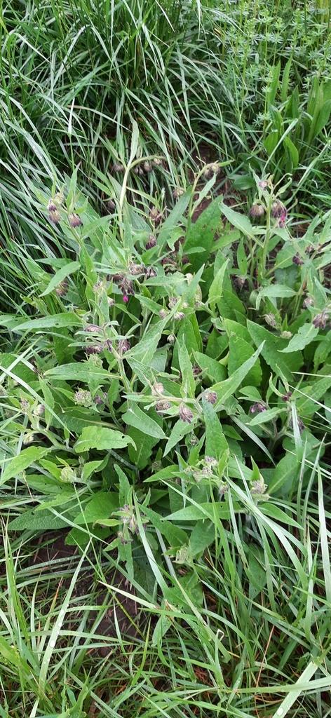 SYMPHYTUM OFFICINALE LEAF EXTRACT 3