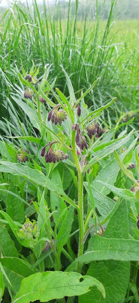 SYMPHYTUM OFFICINALE LEAF EXTRACT 4