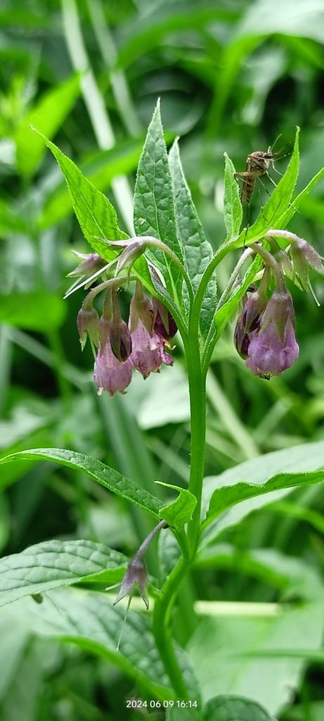SYMPHYTUM OFFICINALE LEAF EXTRACT 1