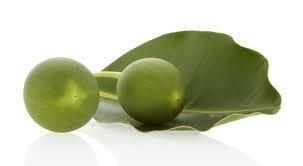 Tamanu Oil 2