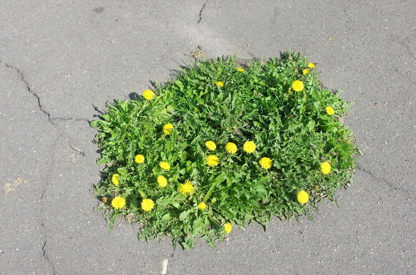 Taraxacum Officinale (Dandelion) Extract 2