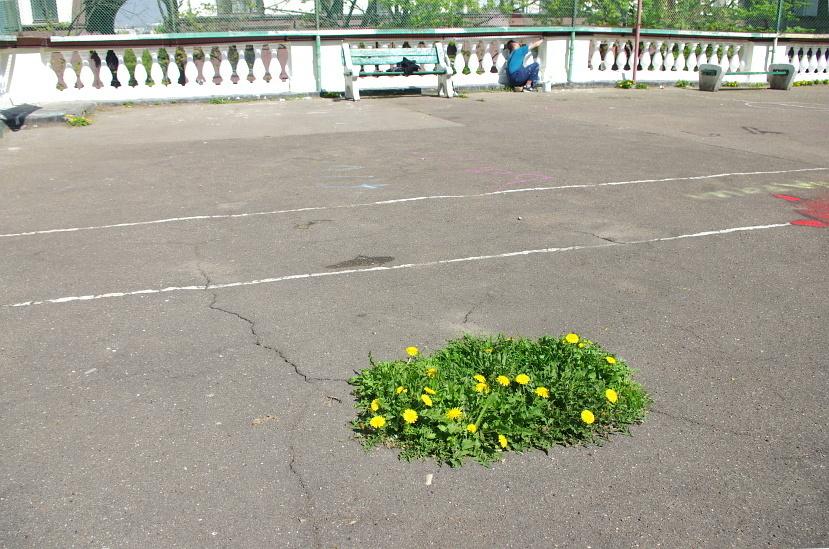 Taraxacum Officinale (Dandelion) Extract 3