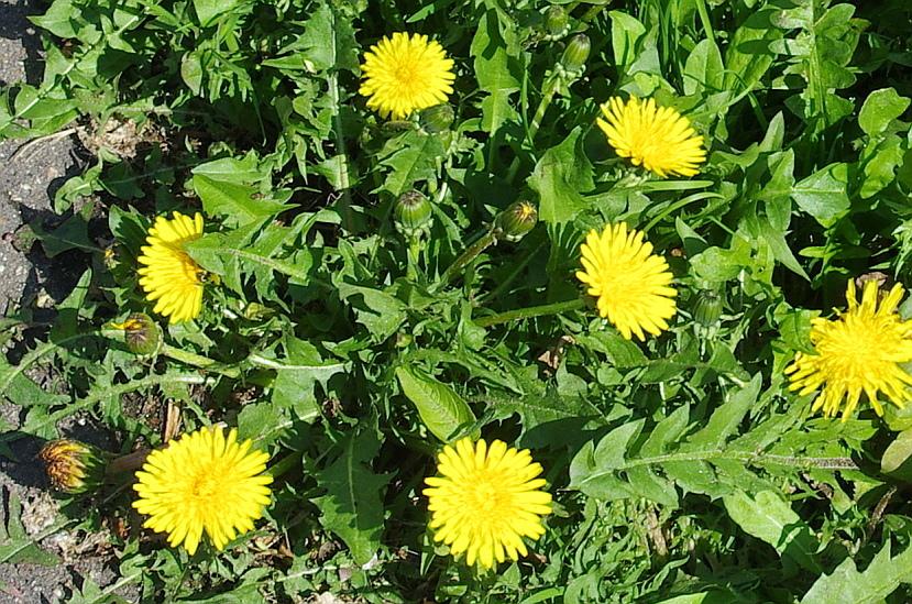 Taraxacum Officinale (Dandelion) Extract 4