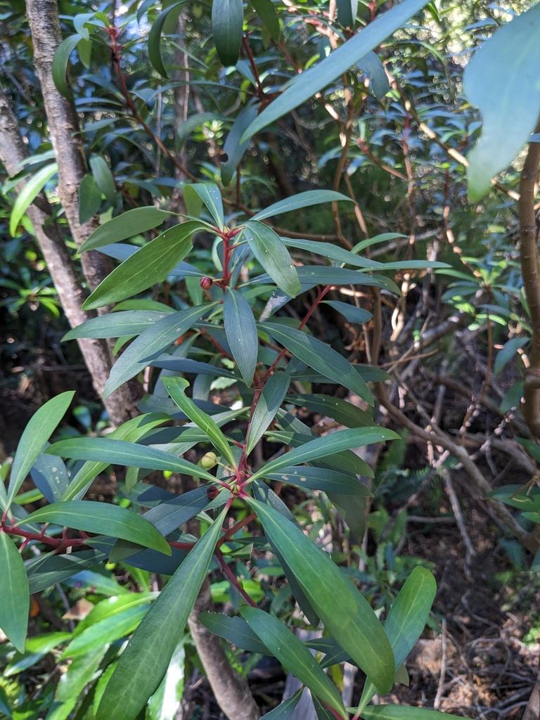 Tasmannia Lanceolata Fruit/Leaf Extract 4
