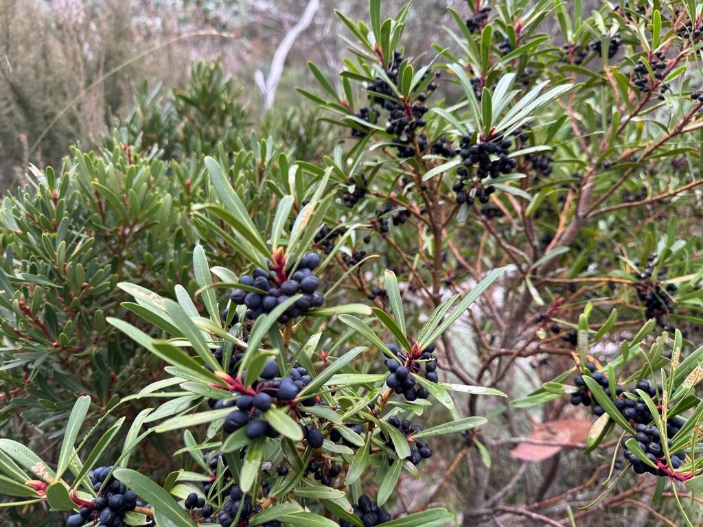 Tasmannia Lanceolata Fruit/Leaf Extract 1