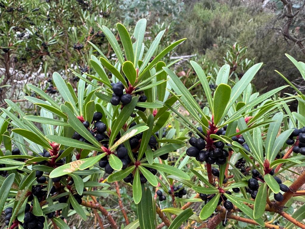 Tasmannia Lanceolata Fruit/Leaf Extract 2