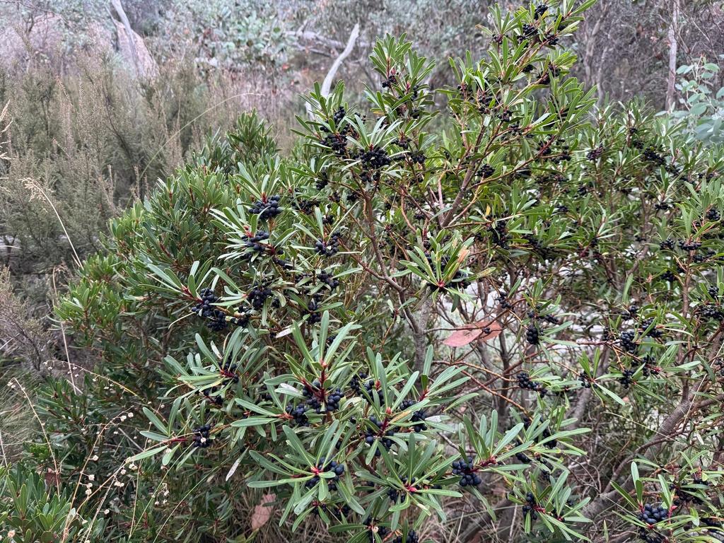 Tasmannia Lanceolata Fruit/Leaf Extract 3