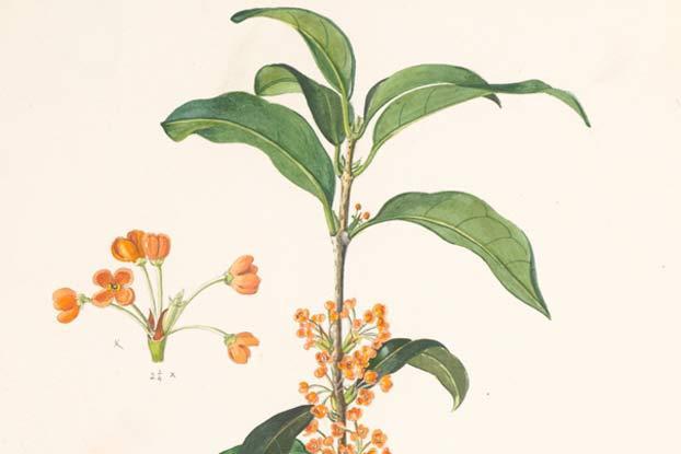 Tea, Green 22