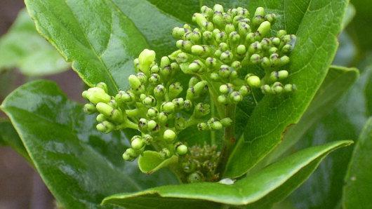 Tea, Green 17