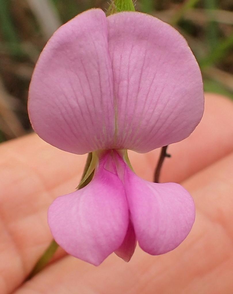 Tephrosia Purpurea Seed Extract 2