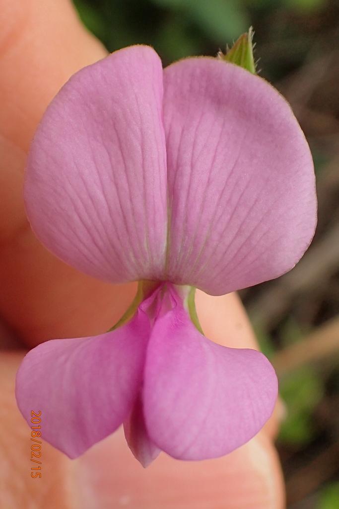 Tephrosia Purpurea Seed Extract 3