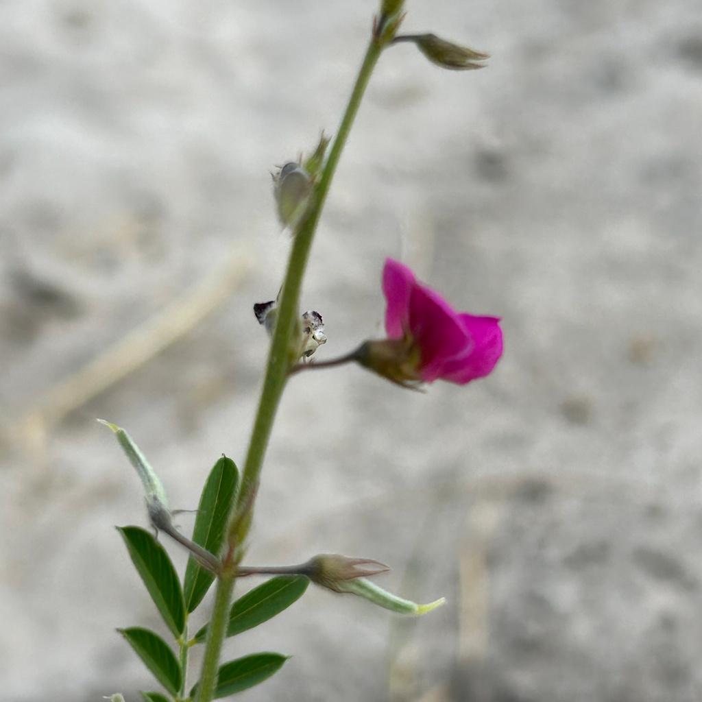 Tephrosia Purpurea Seed Extract 1
