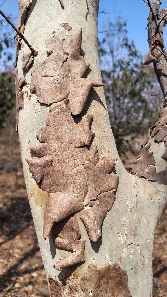 Terminalia Arjuna Extract 1