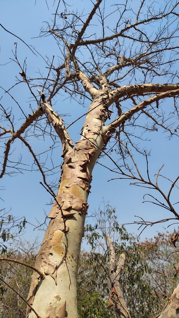 Terminalia Arjuna Extract 3
