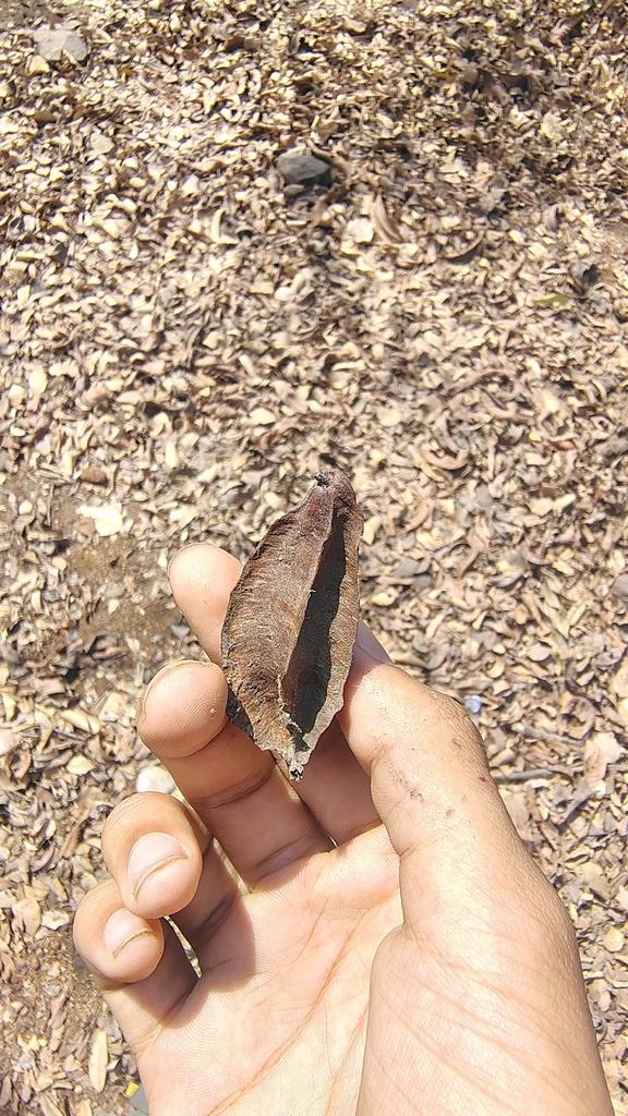Terminalia Arjuna Extract 4