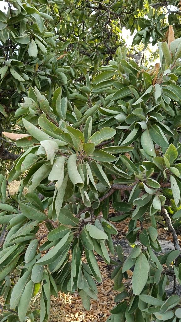 Terminalia Ferdinandiana Seed Oil 1