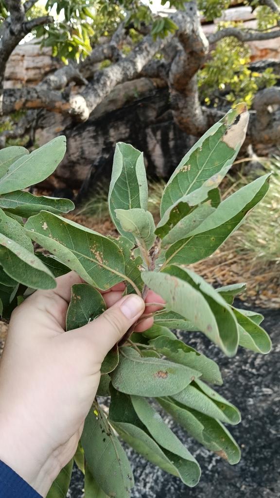 Terminalia Ferdinandiana Seed Oil 2