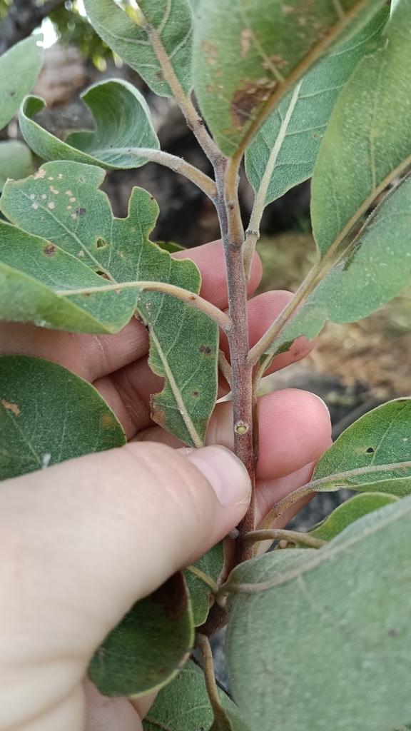 Terminalia Ferdinandiana Seed Oil 3