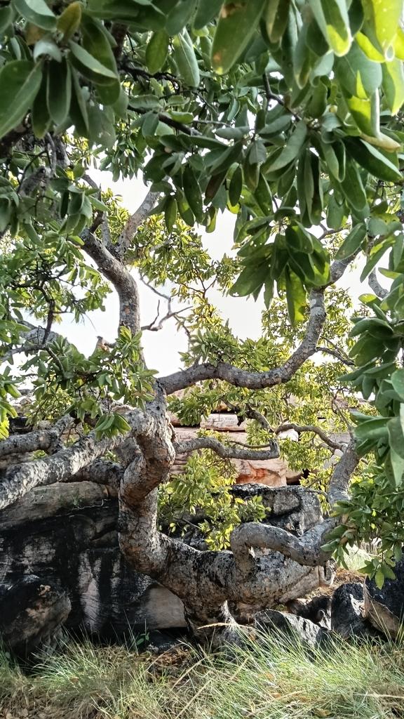 Terminalia Ferdinandiana Seed Oil 4