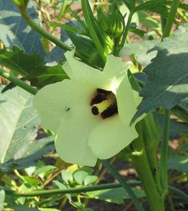 Theobroma cacao (Cocoa) seed extract 7