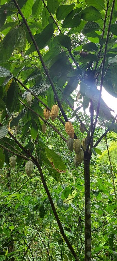 THEOBROMA CACAO FRUIT POWDER 1