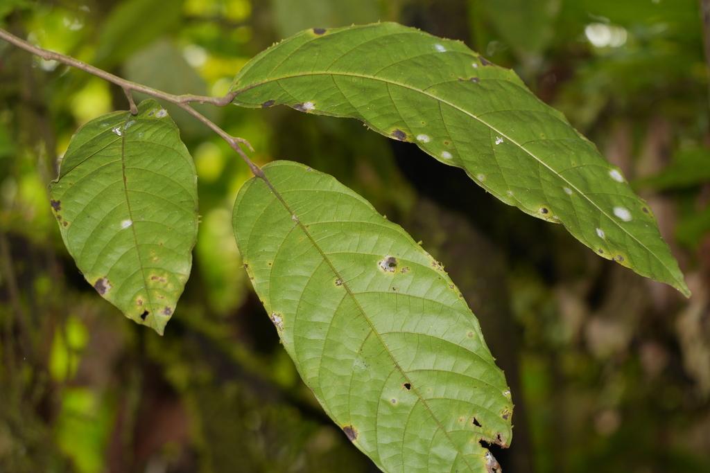 THEOBROMA CACAO FRUIT POWDER 4