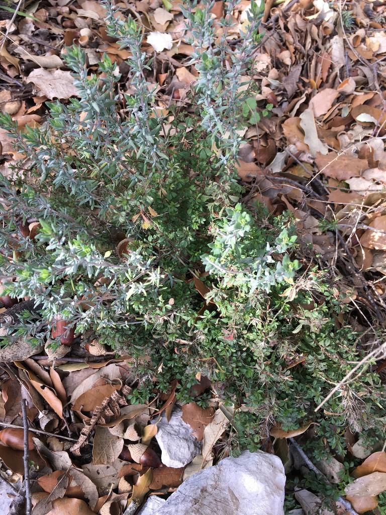 THYMUS VULGARIS EXTRACT 1
