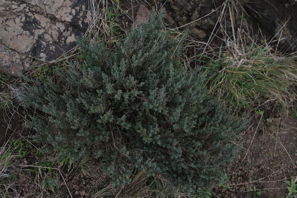 THYMUS VULGARIS EXTRACT 2
